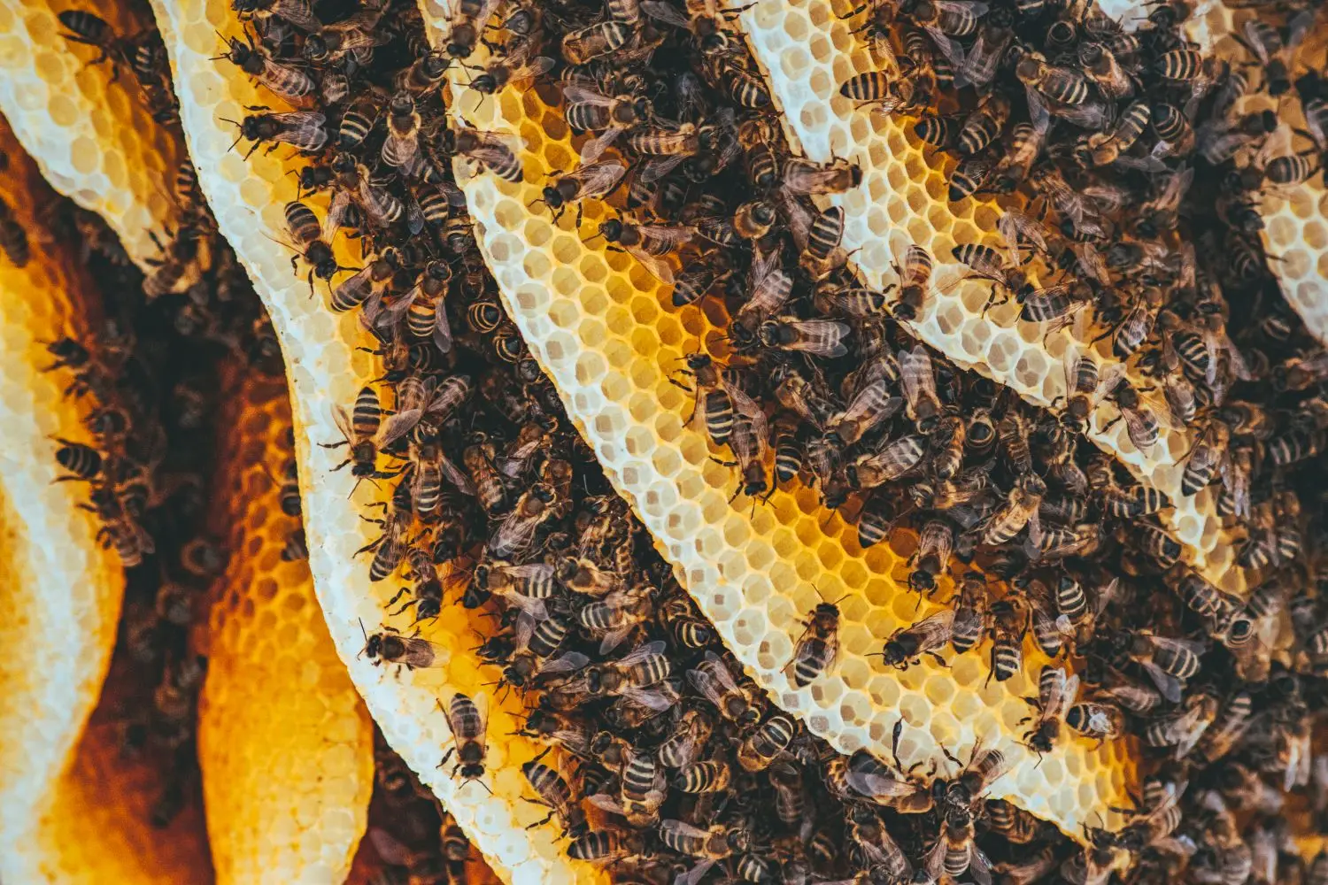 Mehiläisyhdyskunta luonnollisella kennolla