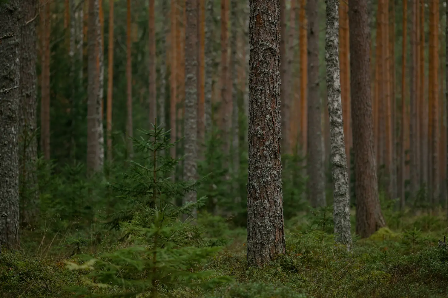 Suomalainen havumetsä mehiläistarhan ympäristössä